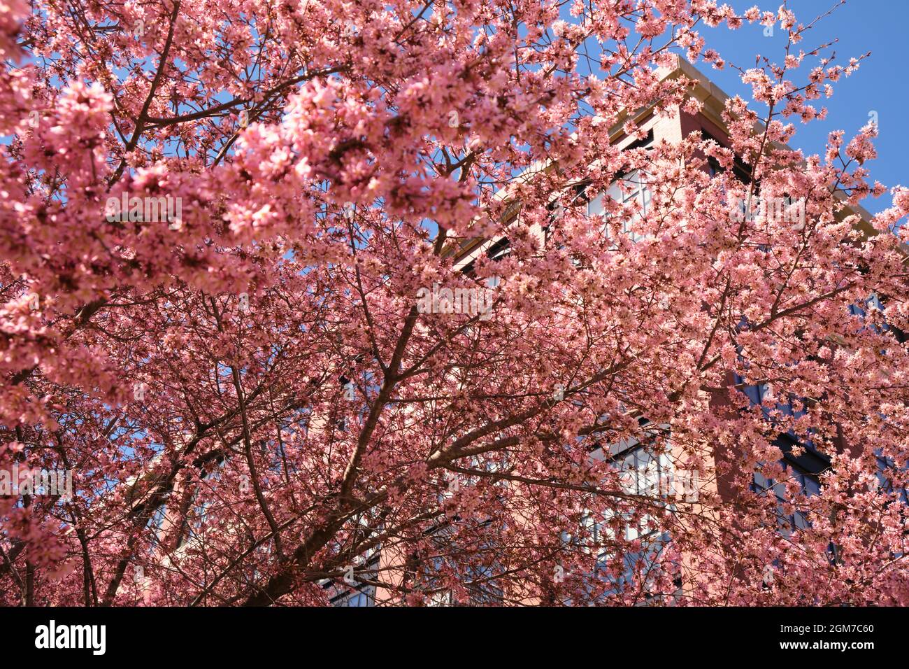 Die rosa Kirschbaumblume blüht, blüht vor einem neuen industriellen, loftartigen Backsteinhaus in Rosslyn, Virginia, in der Nähe von Washington DC. Stockfoto