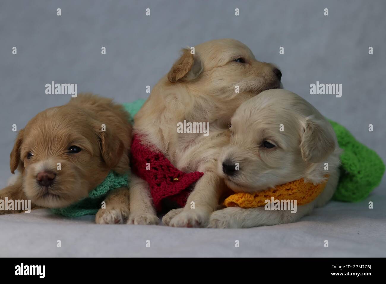 Welpen, niedlich Welpen, neugeboren, gestrickt tragen Hunde, lustig, Drei,  sehr, sehr zu sehr Stockfotografie - Alamy