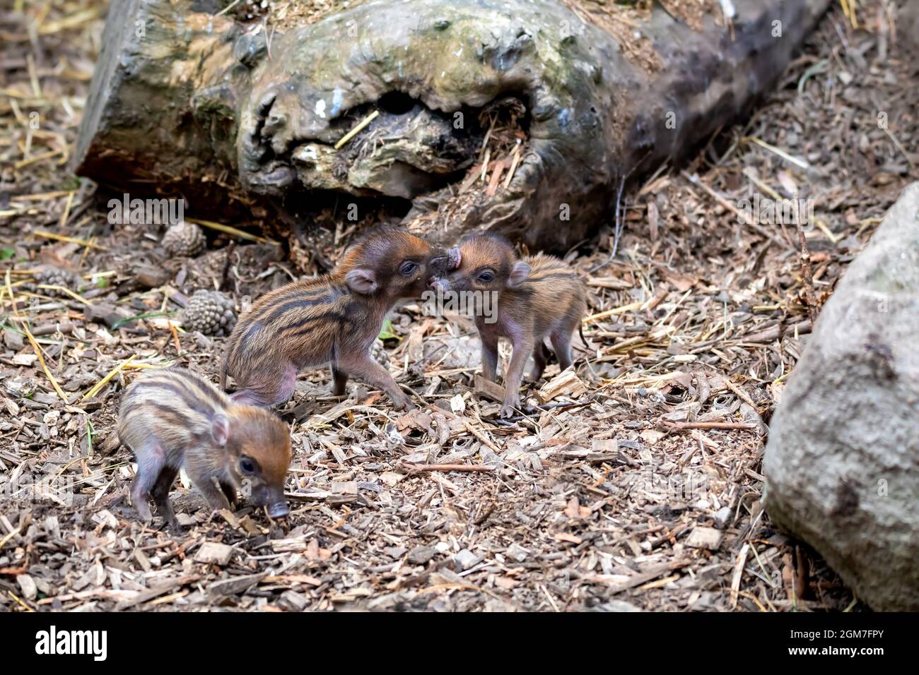 Kleines, niedliches, verspieltes Baby mit liegenden Muttersauen des Visayan Warty Schweins (Sus cebifrons) ist eine vom Aussterben bedrohte Art der Schweinegattung. Es ist endemisch Stockfoto