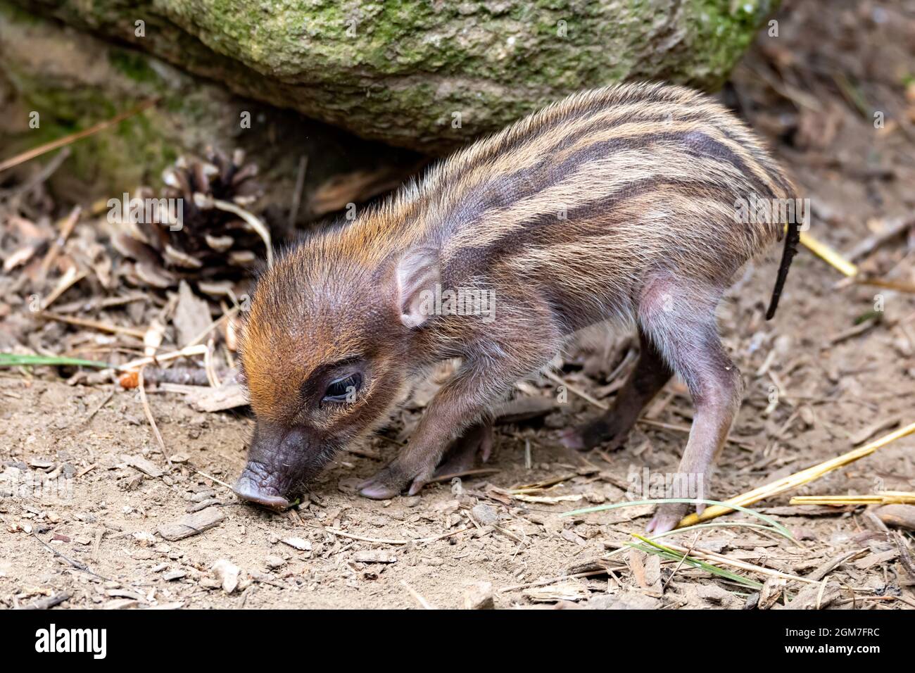 Kleines, niedliches, verspieltes Baby mit liegenden Muttersauen des Visayan Warty Schweins (Sus cebifrons) ist eine vom Aussterben bedrohte Art der Schweinegattung. Es ist endemisch Stockfoto