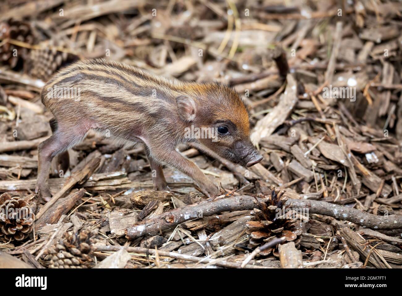 Kleines, niedliches, verspieltes Baby mit liegenden Muttersauen des Visayan Warty Schweins (Sus cebifrons) ist eine vom Aussterben bedrohte Art der Schweinegattung. Es ist endemisch Stockfoto