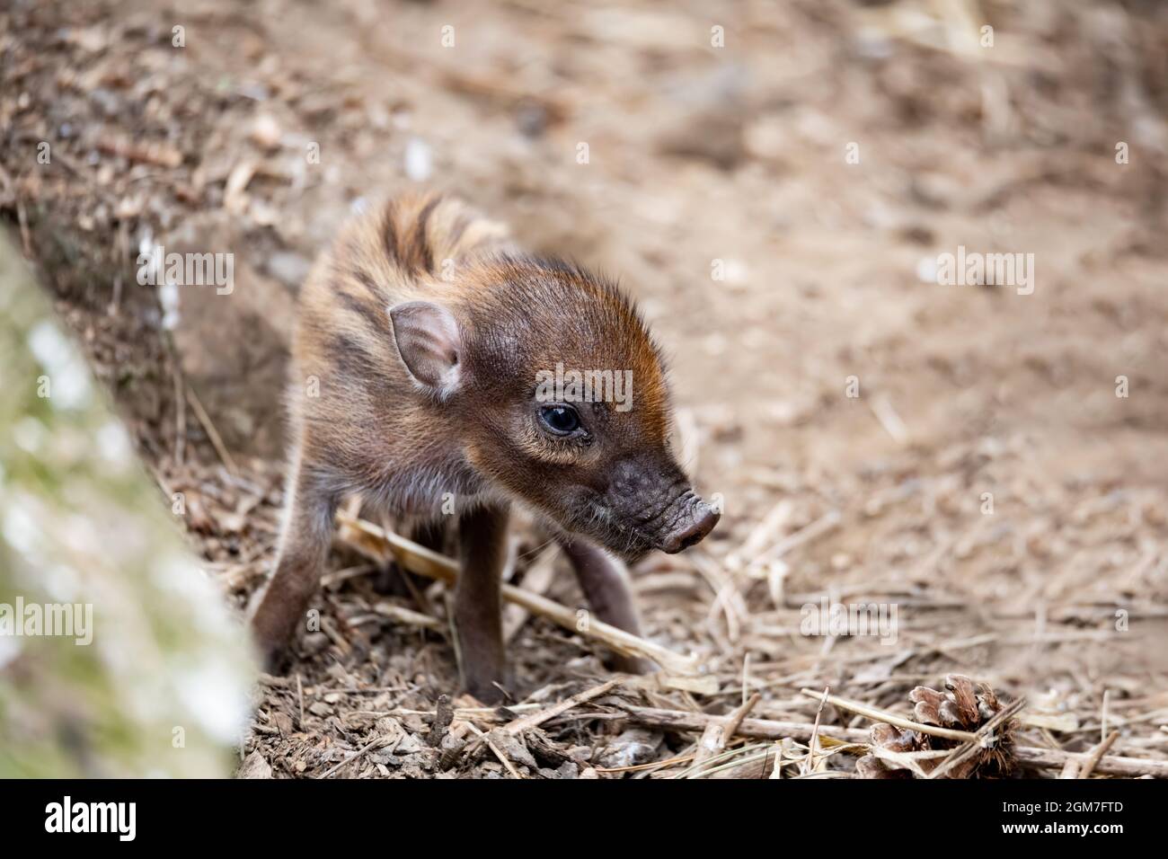 Kleines, niedliches, verspieltes Baby mit liegenden Muttersauen des Visayan Warty Schweins (Sus cebifrons) ist eine vom Aussterben bedrohte Art der Schweinegattung. Es ist endemisch Stockfoto