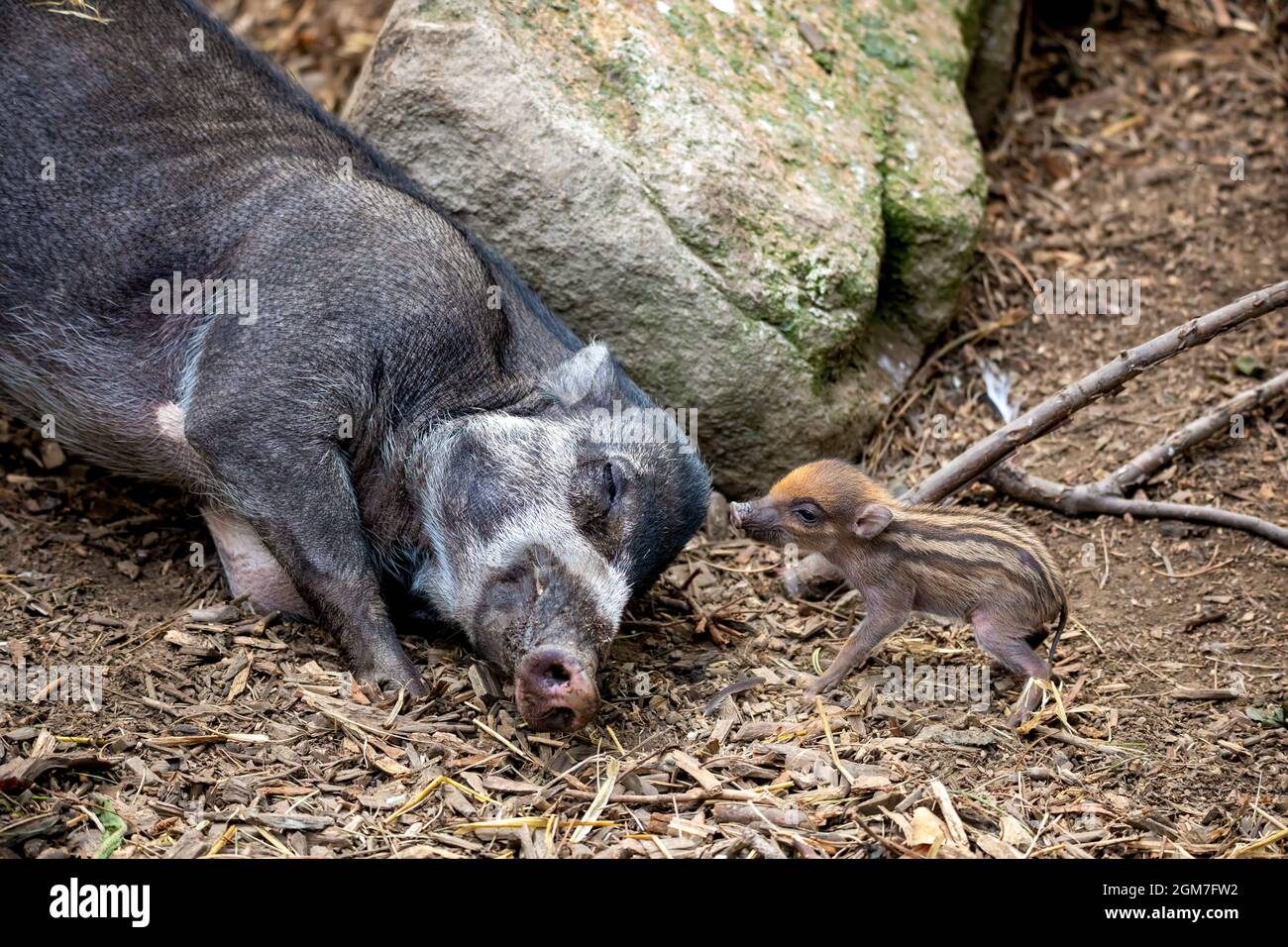 Kleines, niedliches, verspieltes Baby mit liegenden Muttersauen des Visayan Warty Schweins (Sus cebifrons) ist eine vom Aussterben bedrohte Art der Schweinegattung. Es ist endemisch Stockfoto