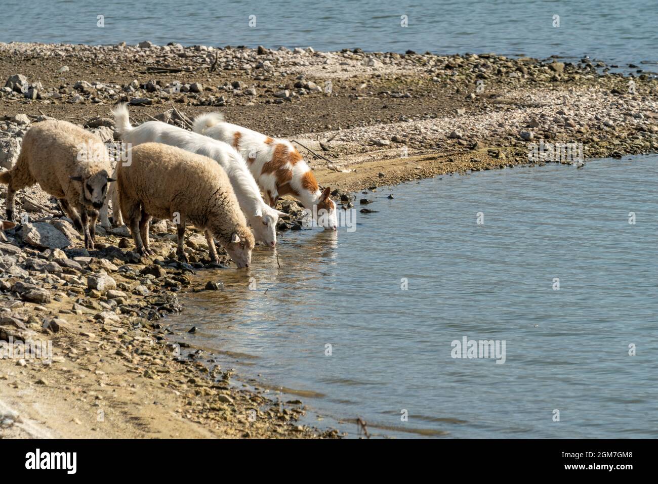 Einige Schafe trinken Wasser am Ufer eines Sees Stockfoto