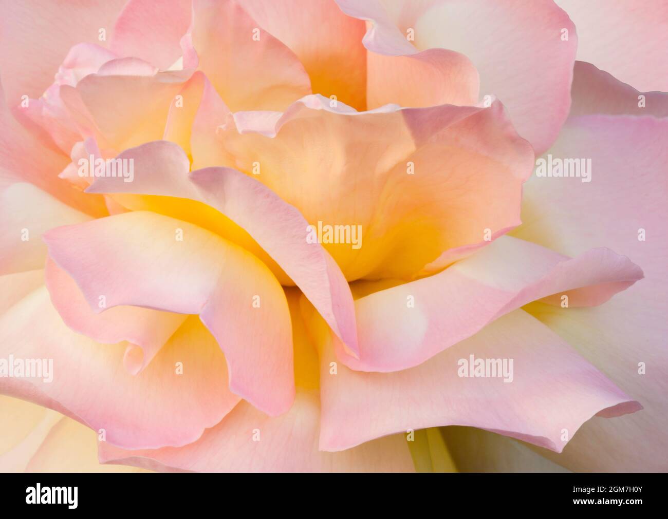 Nahaufnahme der Friedensrose Stockfoto