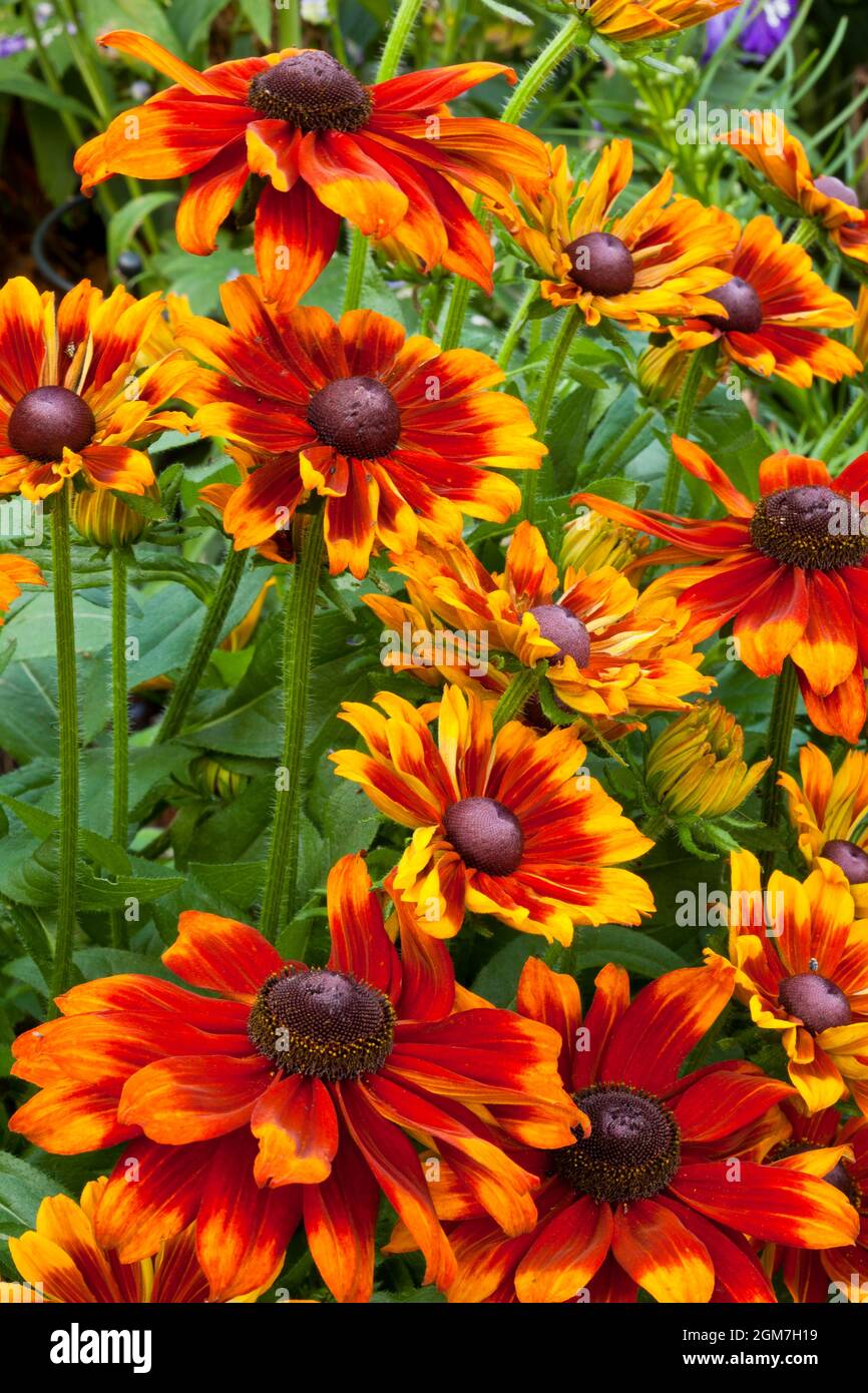 Rudbeckia Blumen Stockfoto