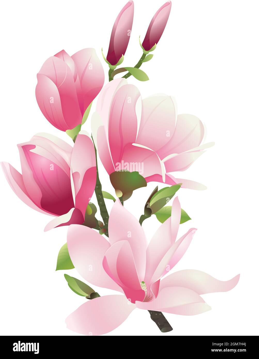 Ein Zweig der Magnolie mit rosa Blüten und Blättern auf weißem Hintergrund. Frühlingsblumen im Vektor Stock Vektor