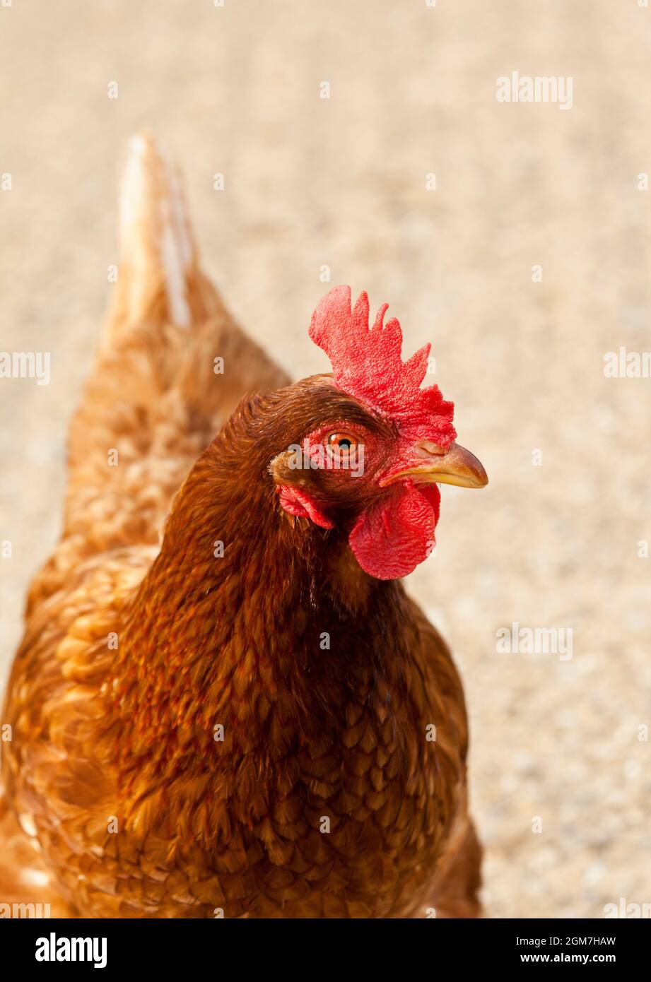 Porträt einer braunen Henne Stockfoto
