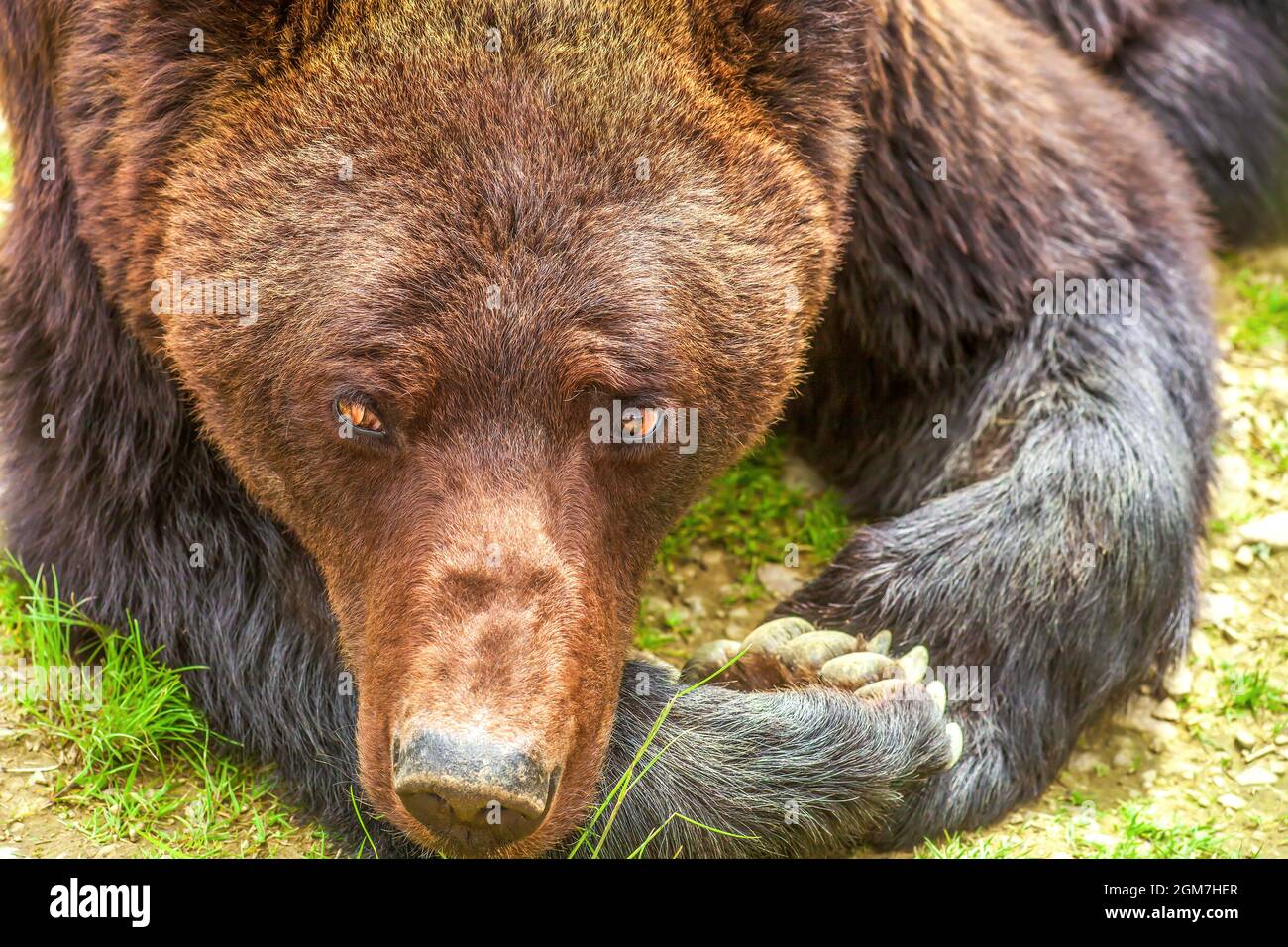 Porträt eines liegenden Braunbären. Vorderansicht des Ursus Arctos-Kopfes aus der Nähe. Große wilde Tiere ruhen im Sommerwald aus nächster Nähe Stockfoto