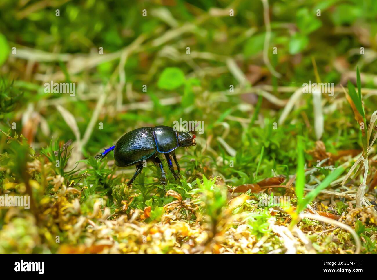 Blauer metallischer erdbohrende Mistkäfer in grünem Moos, Seitenansicht. Anoplotrupes stercorosus Bug im Sommerwald, selektiver Fokus Stockfoto