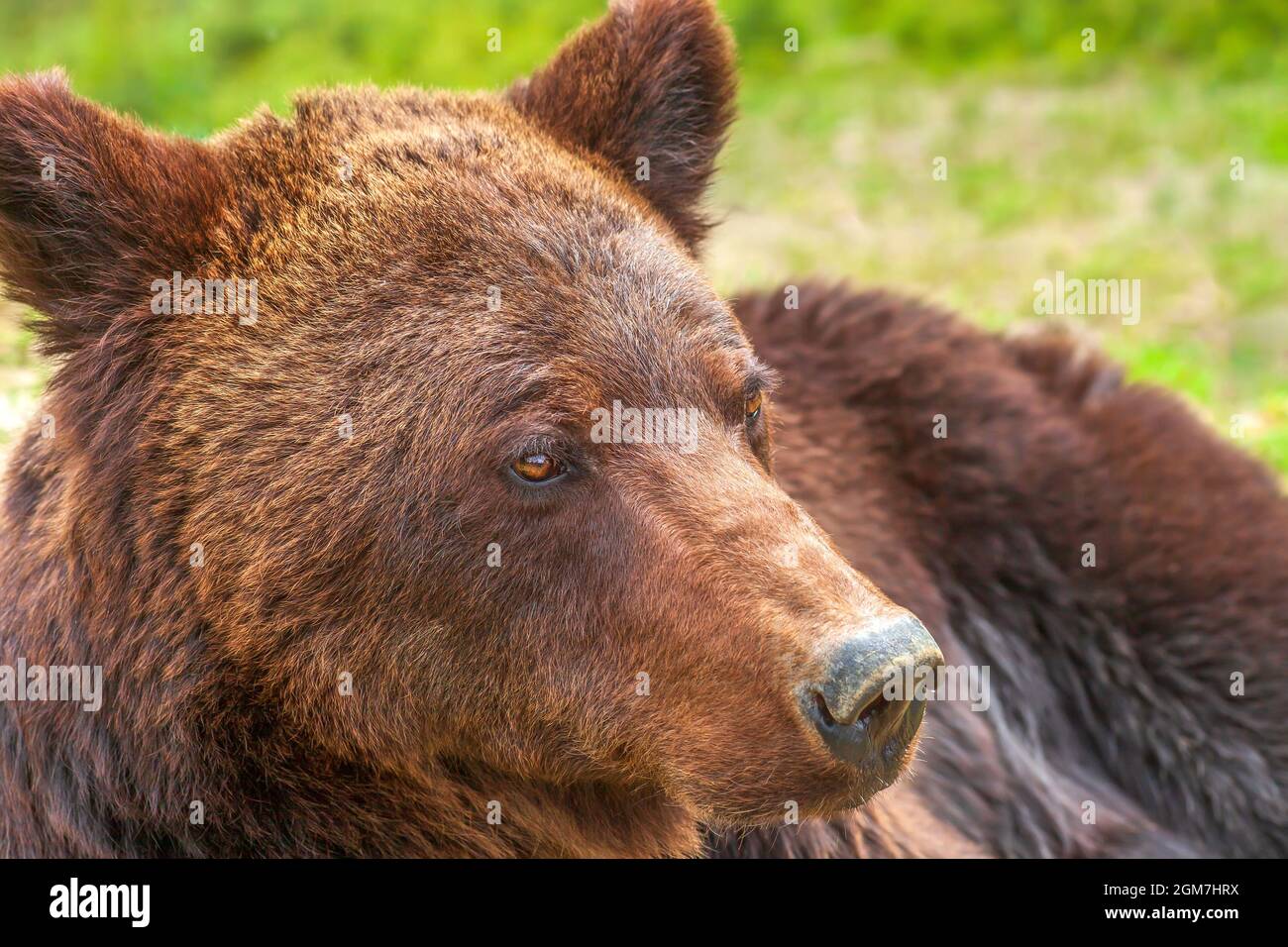 Porträt eines großen Braunbären im Sommerwald. Große Ursus-Arktos stehen im Frühlingswald aus nächster Nähe zur Verfügung Stockfoto