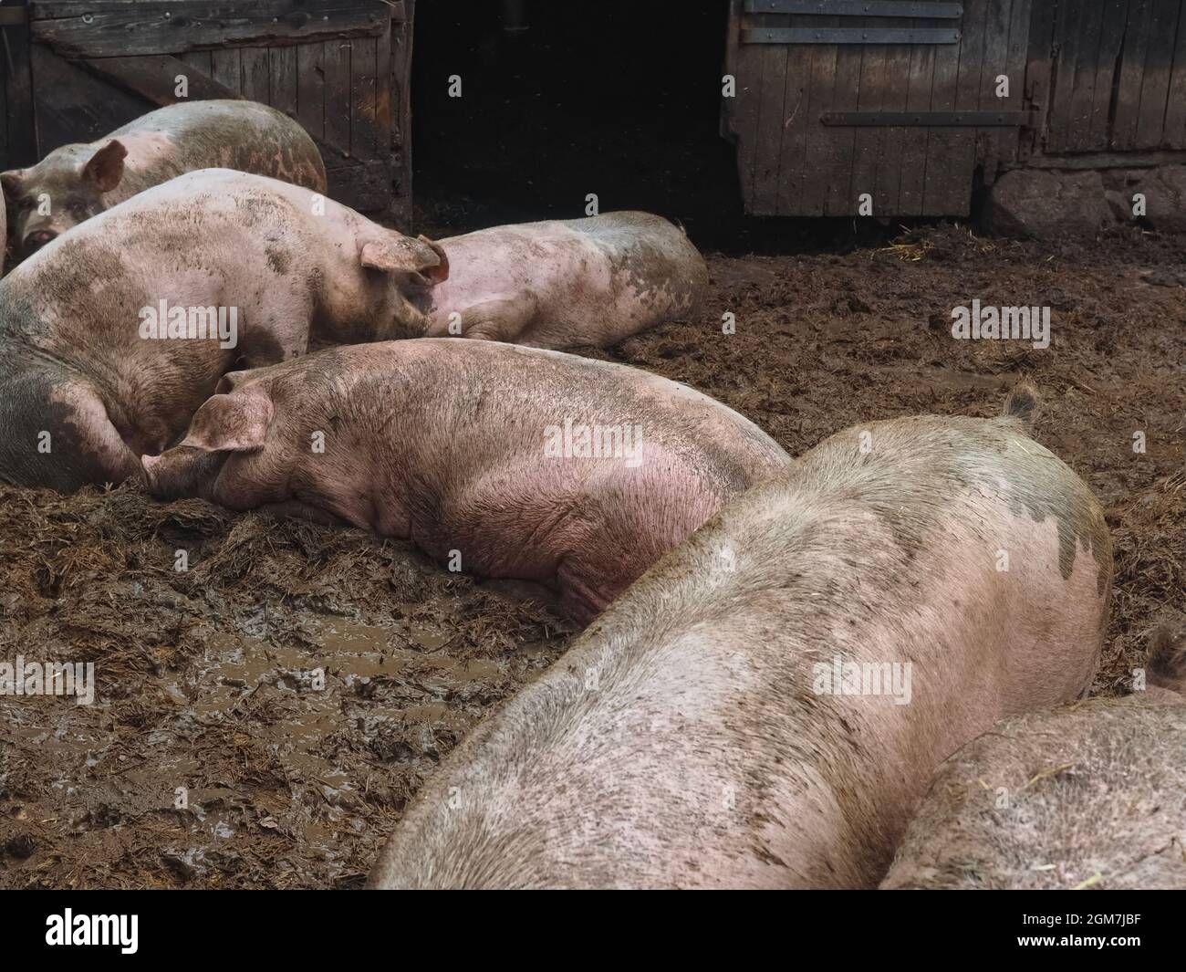 Eine Gruppe glücklicher Schweine in einem offenen Stall draußen Stockfoto