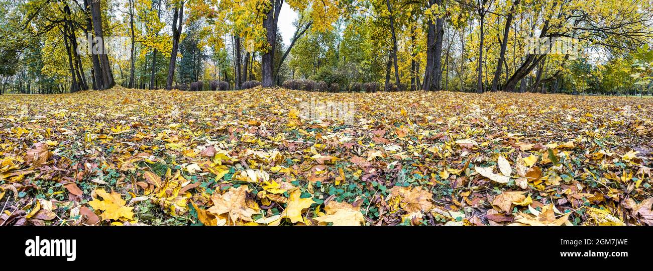 Herbstpark Panoramalandschaft. Bunte gelbe Bäume und gefallenes Laub auf dem Boden. Stockfoto