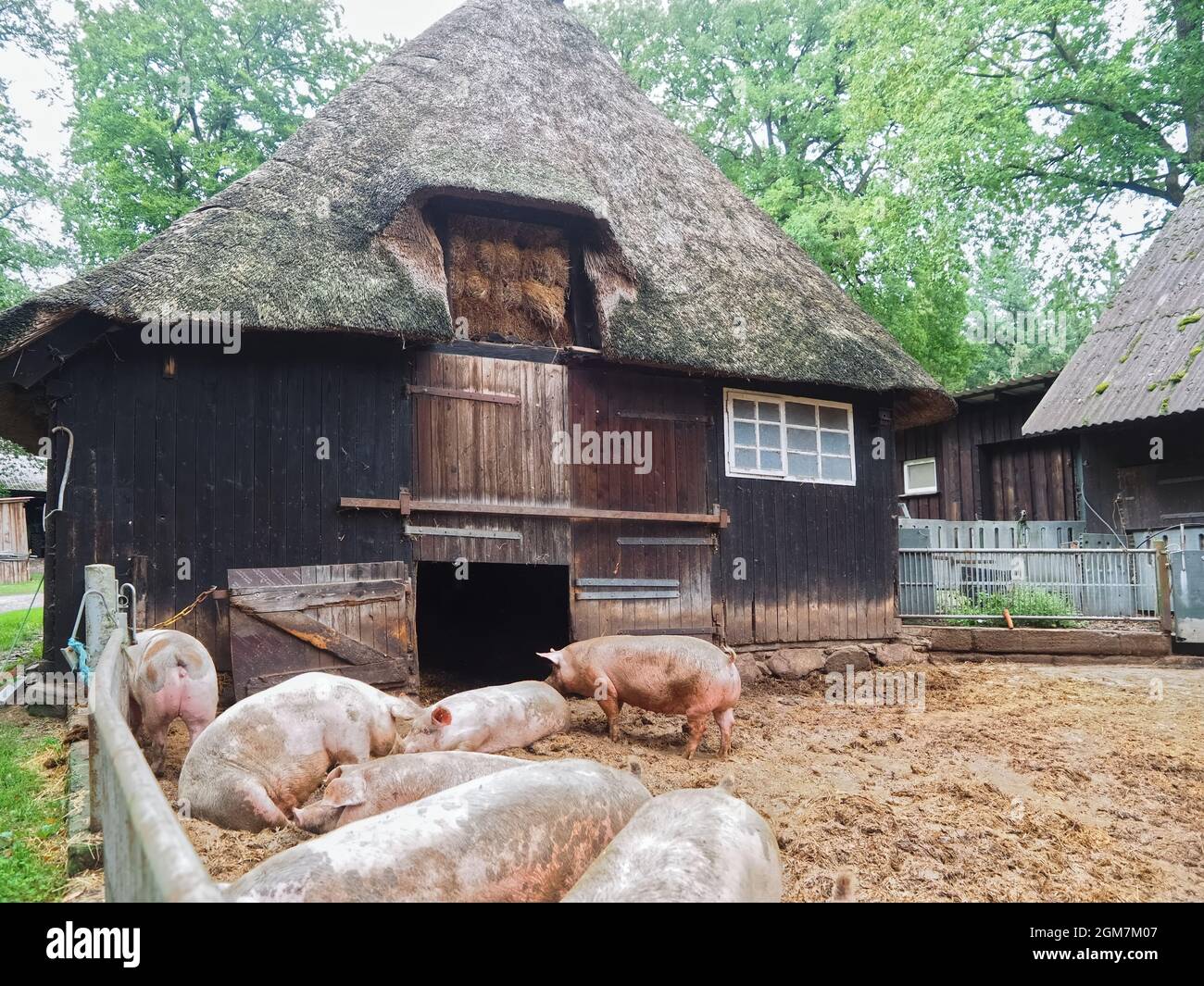 Eine Gruppe glücklicher Schweine in einem offenen Stall draußen Stockfoto