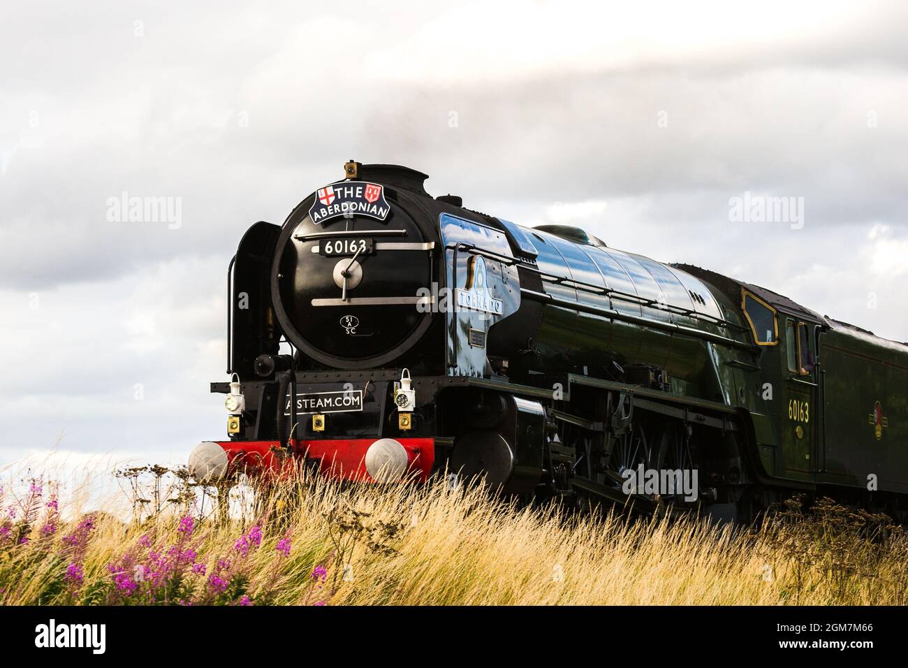 Dampfmaschine Tornado durch Montrose Scotland UK Stockfoto