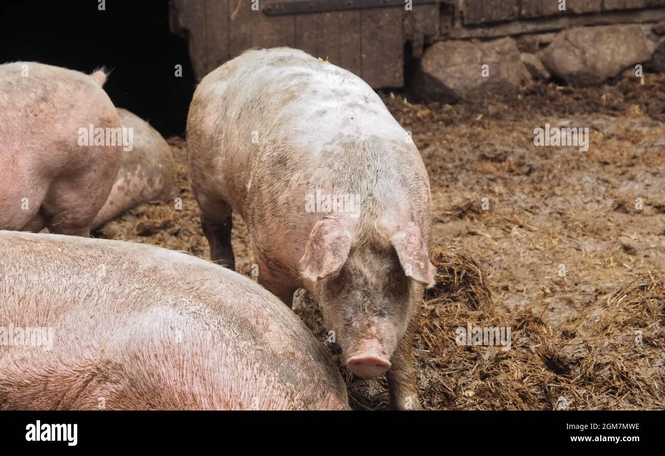 Eine Gruppe glücklicher Schweine in einem offenen Stall draußen Stockfoto