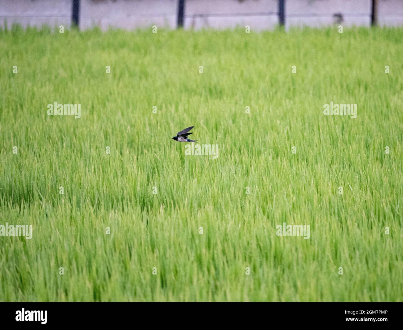 Malerischer Blick auf einen Schwalbengang über reifen japanischen Reisfeldern an einem regnerischen Tag Stockfoto