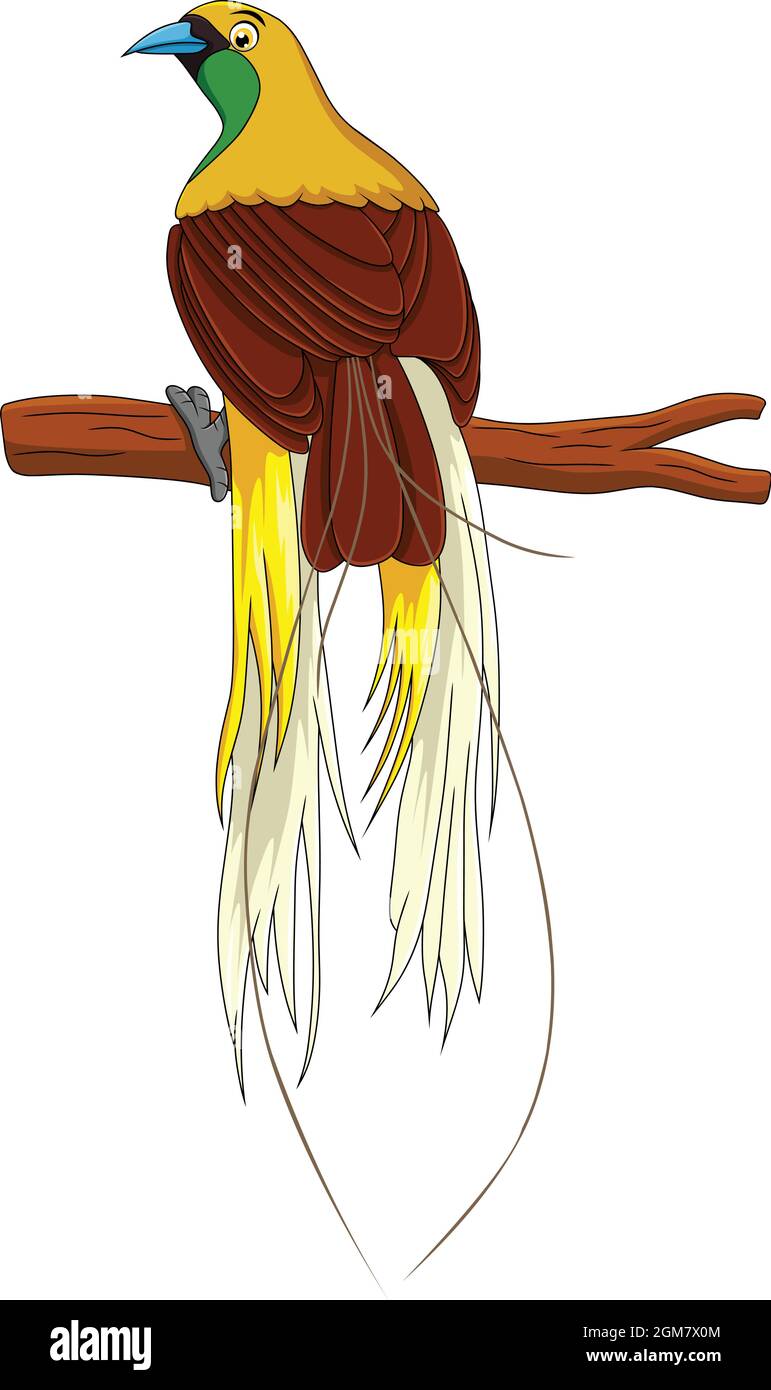 Niedliche Vögel des Paradieses Cartoon-Vektor-Illustration Stock Vektor