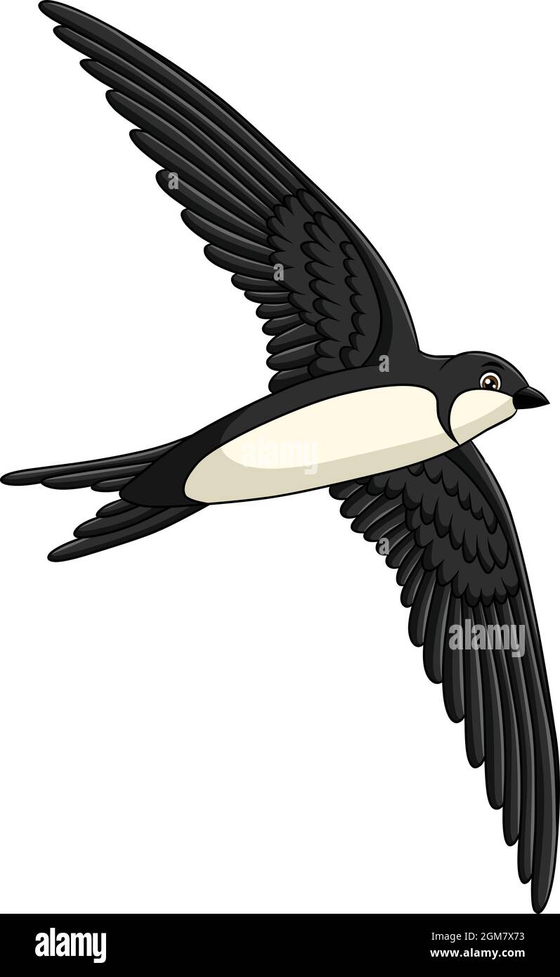 Niedliche Swift Vogel Cartoon Vektor Illustration Stock Vektor