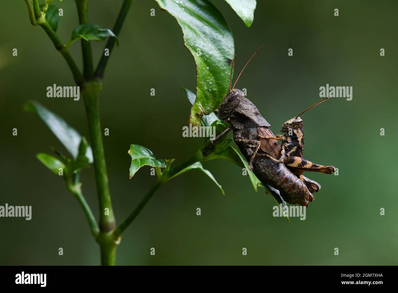 Füttern von Blättern, kurzhörnige Grasshopper, Habrocnemis shanensis Stockfoto