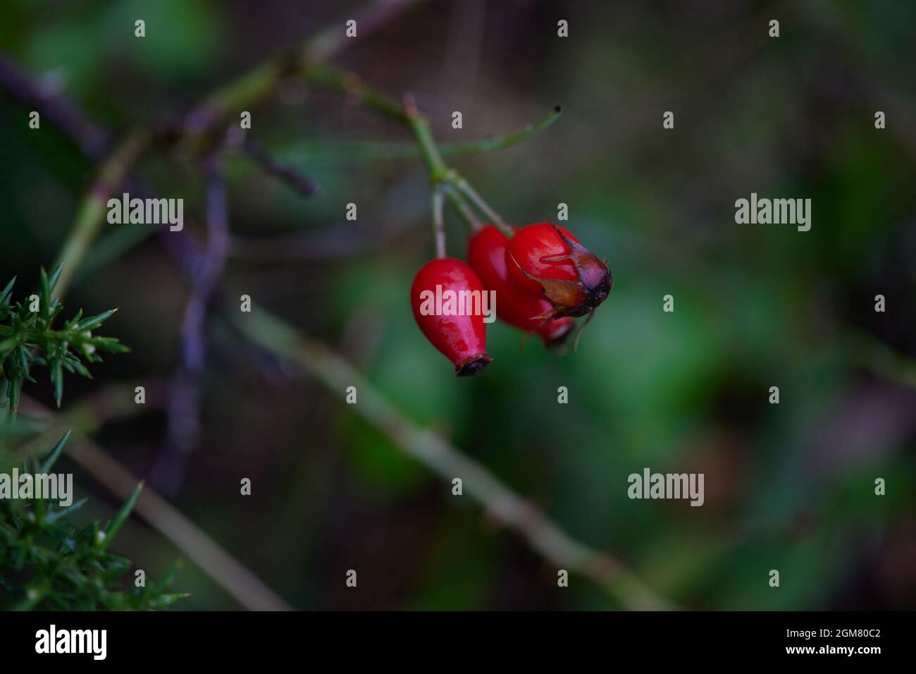 Rote Kapseln von Hagebutten der Rosa canina im Spätsommer in freier Wildbahn gesehen. Stockfoto