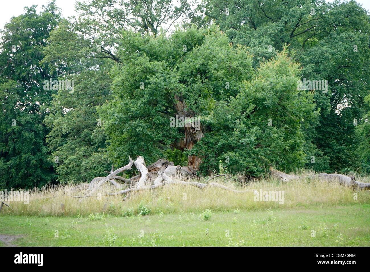 Tausendjährige Eiche, Schlosspark, Sacrow, Potsdam (nur für redaktionelle Verwendung. Keine Werbung. Referenzdatenbank: http://www.360-berlin.de. © Stockfoto