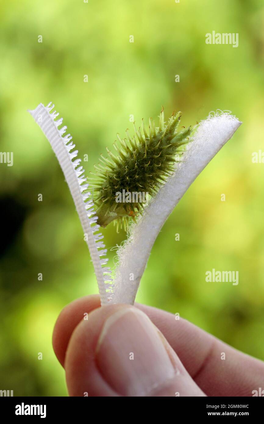 Cocktailspinnen. Natürlicher Prototyp des Klettverschlusses. Xanthium strurarium. Stockfoto