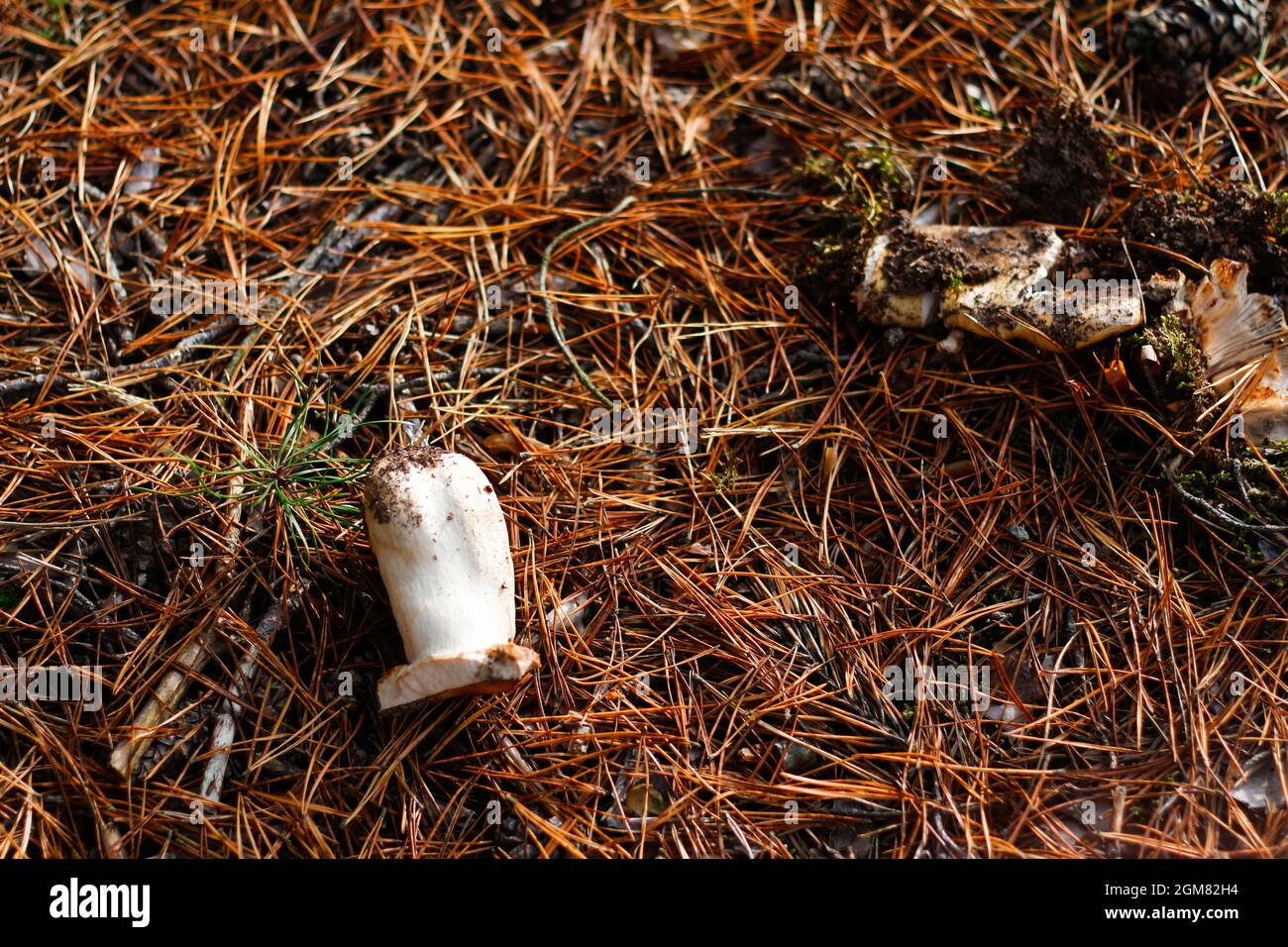 Defokussieren Sie zerbrochene Rotrussula-Pilze zwischen trockenem Gras, Blättern und Nadeln. Essbare Pilze wachsen im grünen Wald. Boletus versteckt sich im Boden. Obere V Stockfoto