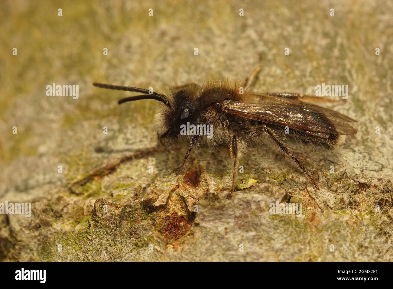 Nahaufnahme einer männlichen Clark-Bergbiene, Andrena clarkella Stockfoto