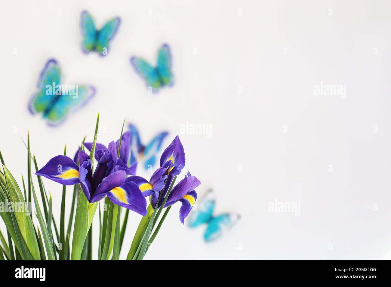 Purple Iris auf weißem Hintergrund mit Schmetterlingen Stockfoto