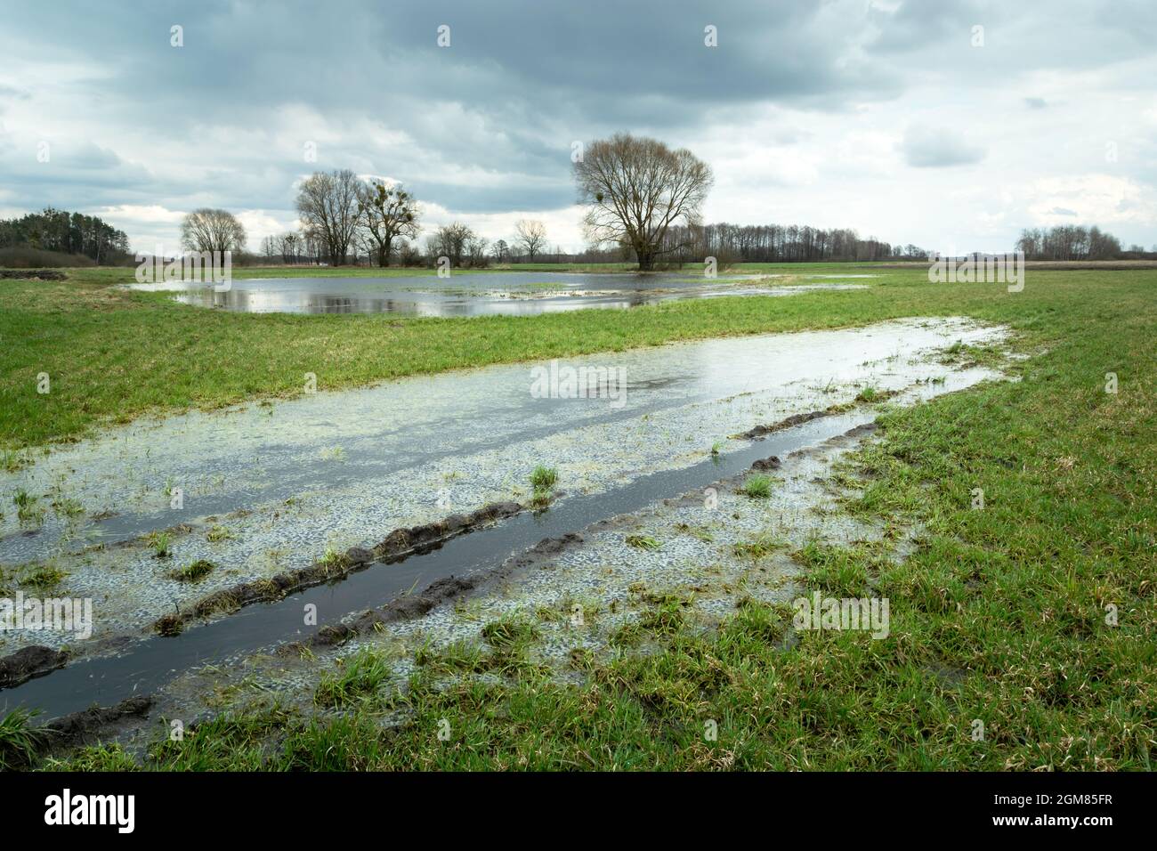 Wasser nach einem Regenguss auf einer grünen Wiese, Nowiny, Lubelskie, Polen Stockfoto