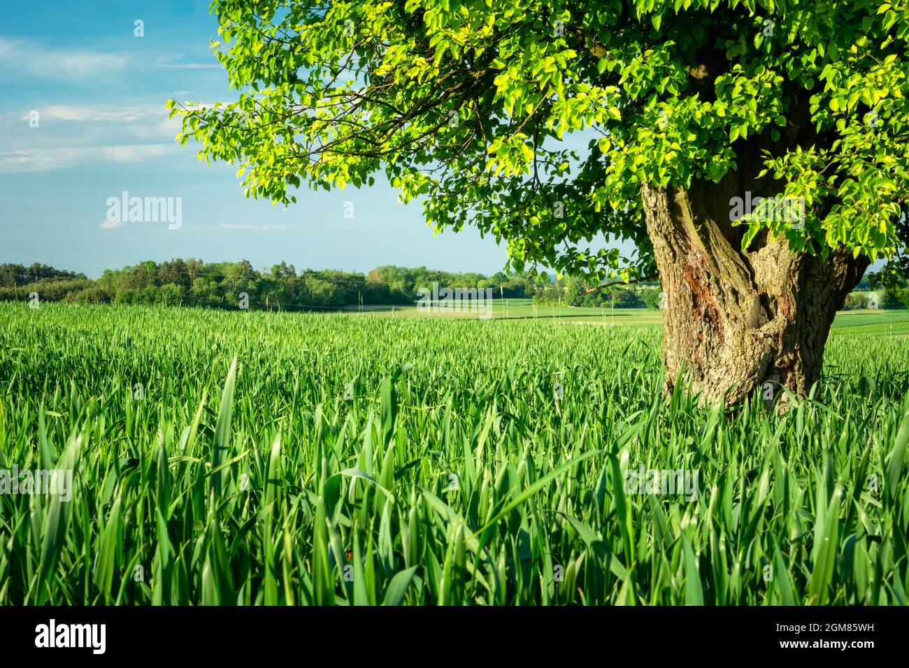 Ein großer Laubbaum, der auf einem grünen Feld wächst, Staw, Polen Stockfoto