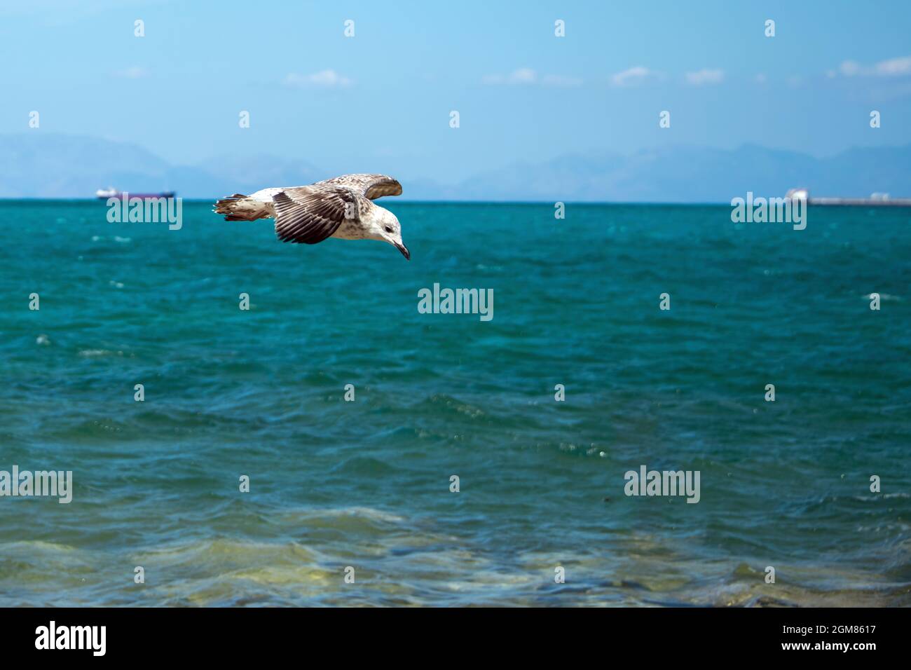 Eine Möwe fliegt mit türkisfarbenem Wasser über das Meer Stockfoto