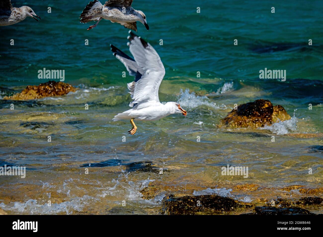 Möwen kämpfen um das Gebet über dem flachen blauen Meerwasser Stockfoto