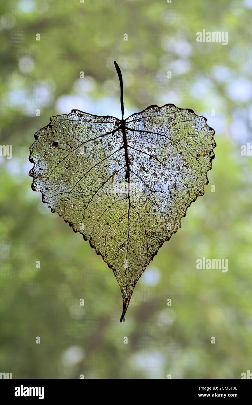 Abstrakte Herbsttropfen mit transparenten Pappelblättern und Tau Stockfoto