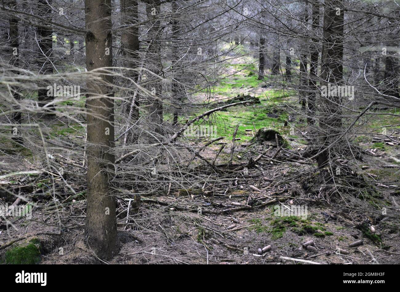 Toter Fichtenwald im Erzgebirge. Stockfoto