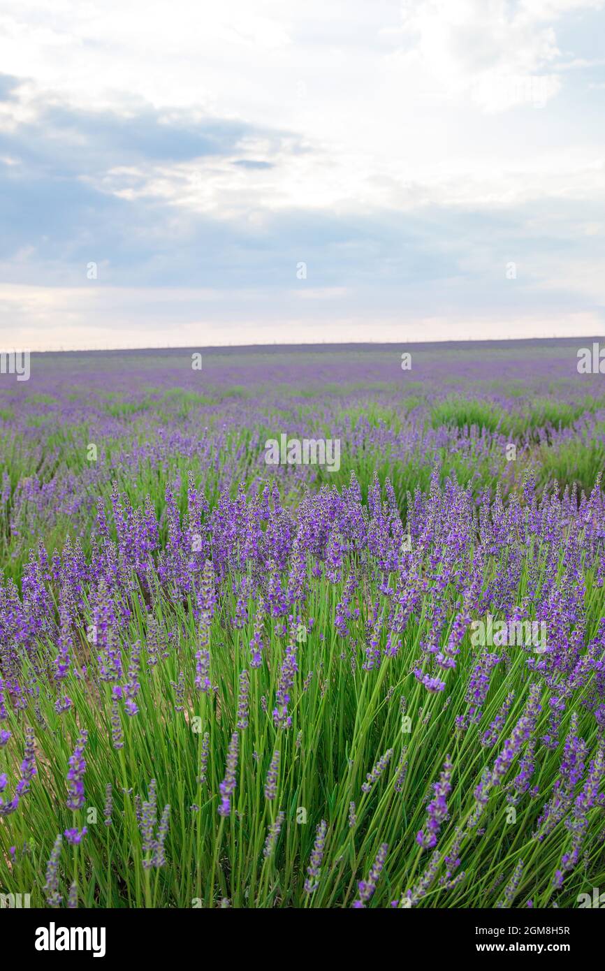 Lavendelfeld. Wunderschöne violette Lavendelblüten im Lavendelgarten. Stockfoto