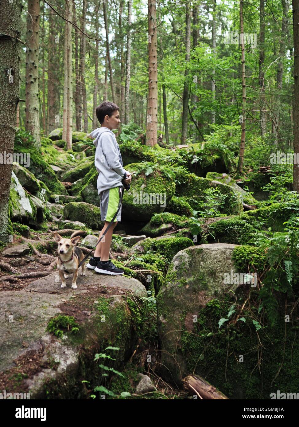 Kleiner Junge geht mit dem kleinen Hund im Sommerwald Stockfoto