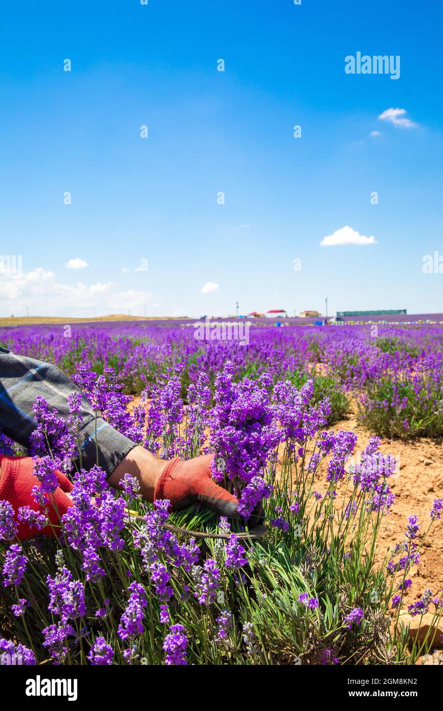 Blumenfarmer oder Arbeiter im Lavendelfeld während der Lavendelernte sammelt man Lavendel von Hand. Stockfoto