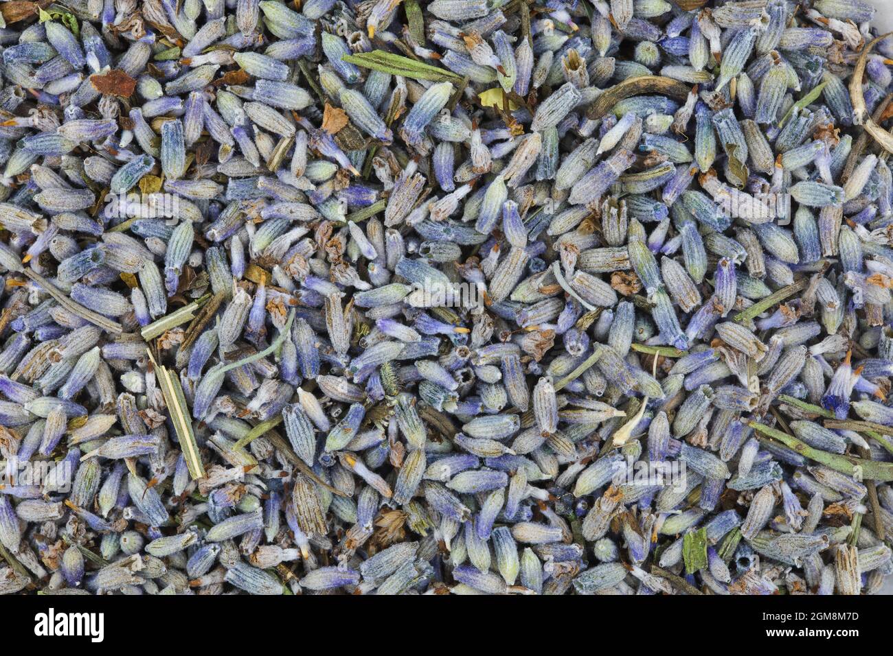 Trockene oder getrocknete Lavendelblüten Hintergrundstruktur. Stockfoto