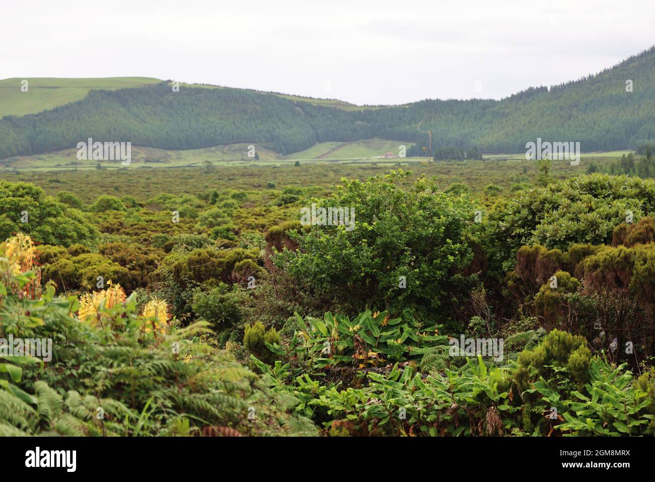 Blick auf die Caldeira de Guilherme Moniz, Terceira Island, Azoren Stockfoto