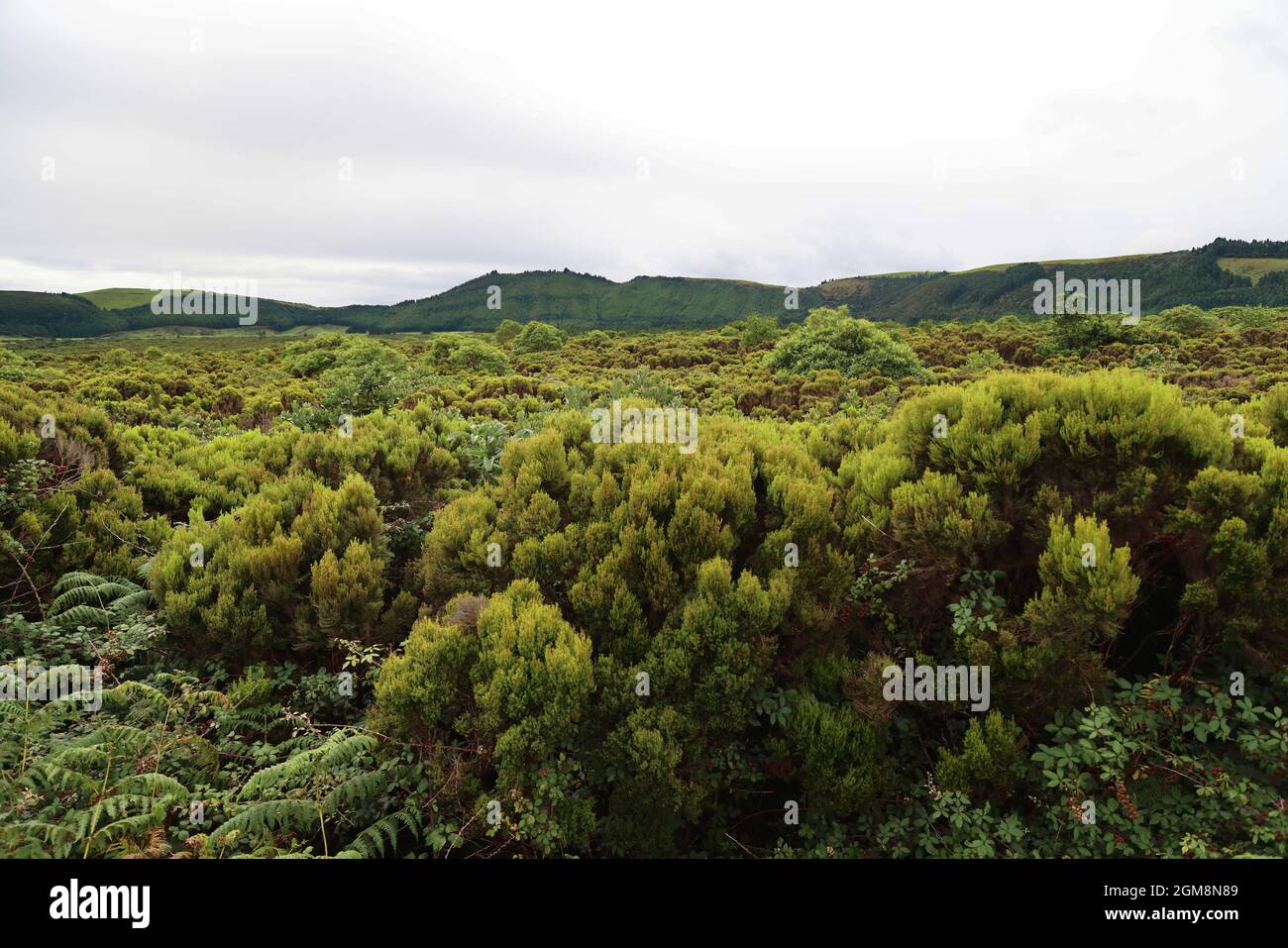 Blick auf die Caldeira de Guilherme Moniz, Terceira Island, Azoren Stockfoto