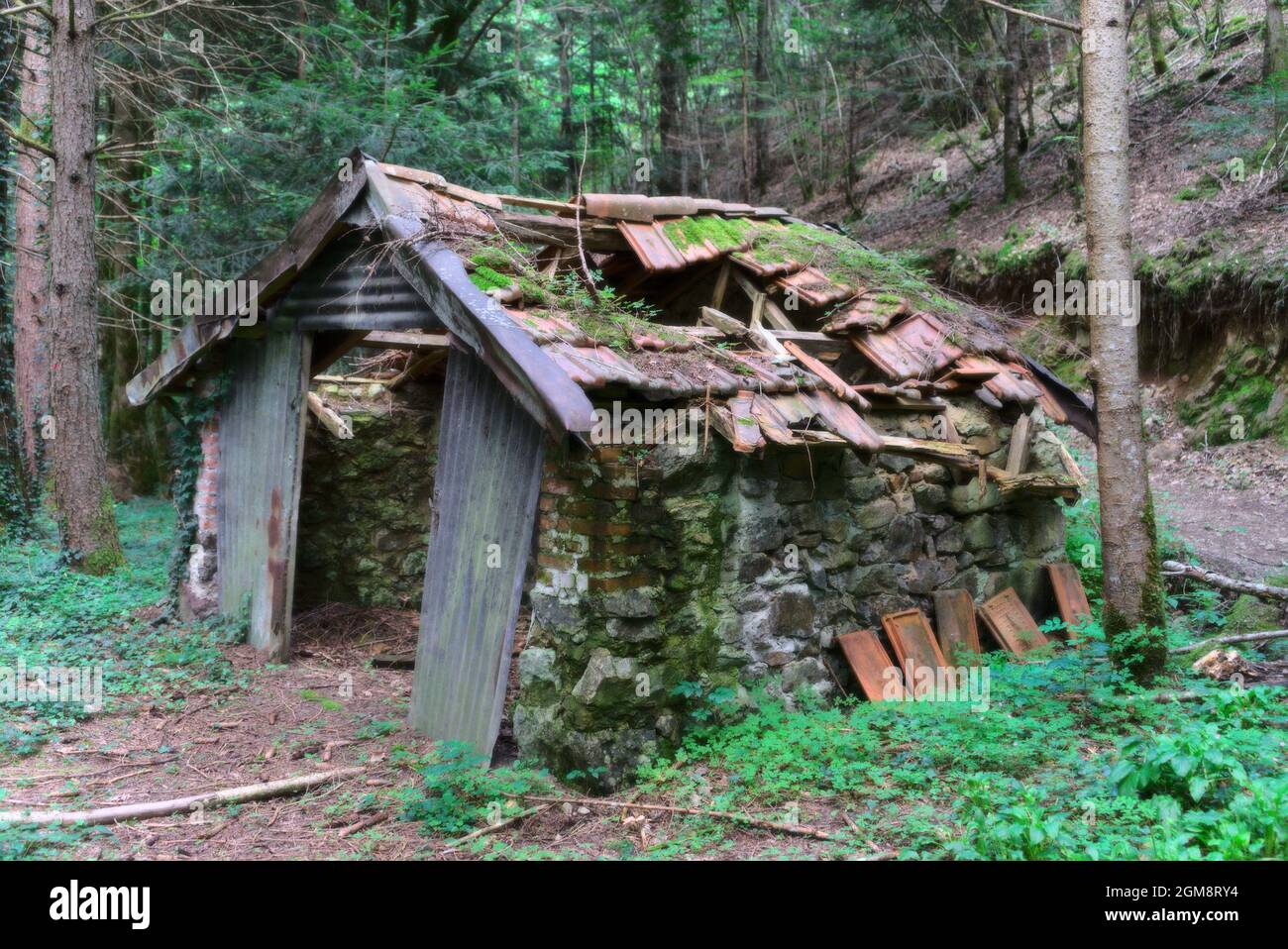 Ruine der Steinhütte im Wald mit eingestürzter Decke Stockfoto