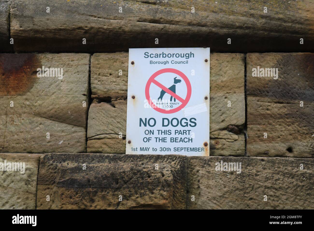 Whitby - Scarborough Borough Council, „No Dogs on this part of the Beach“-Ordnungszeichen. Stockfoto