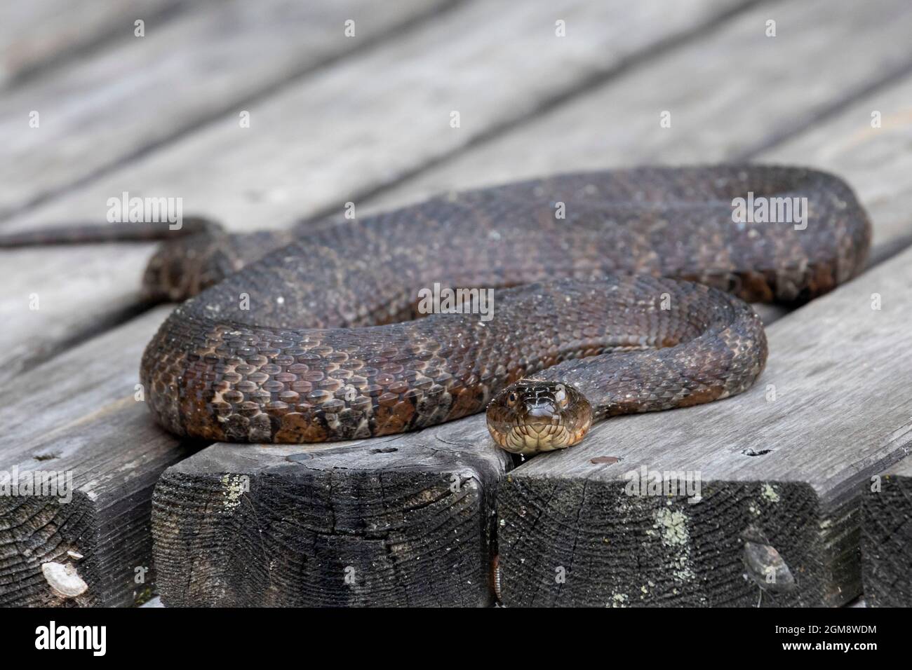 Prairieville, Michigan - Eine nördliche Wasserschlange (Nerodia sipedon) auf einem hölzernen Dock auf einem kleinen westlichen Michigan See. Stockfoto