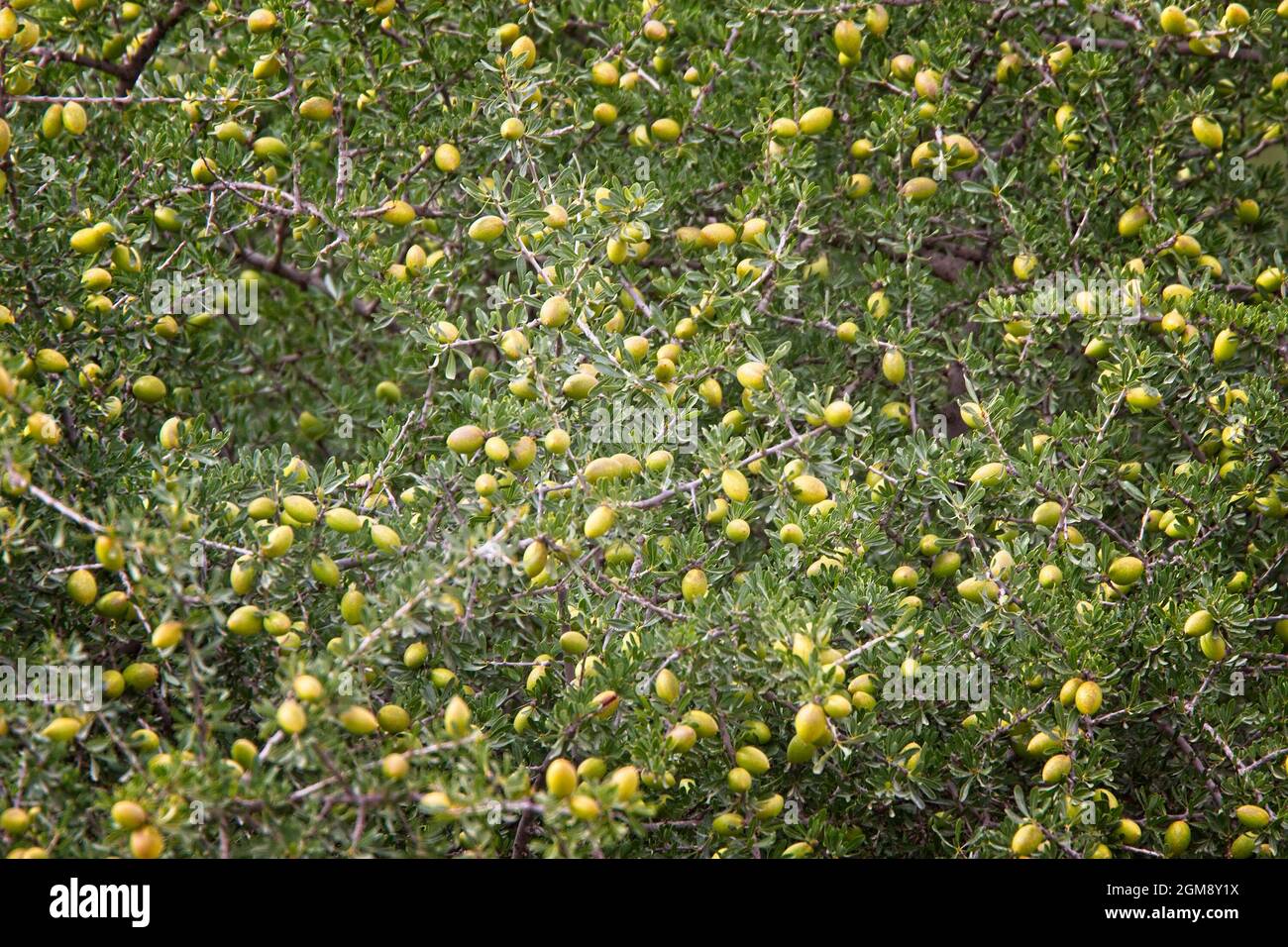 Ein fruchtiger Argan (Argania spinosa) Baum, aus dem Arganöl geerntet wird, in der Nähe von Agadir, Marokko. Stockfoto