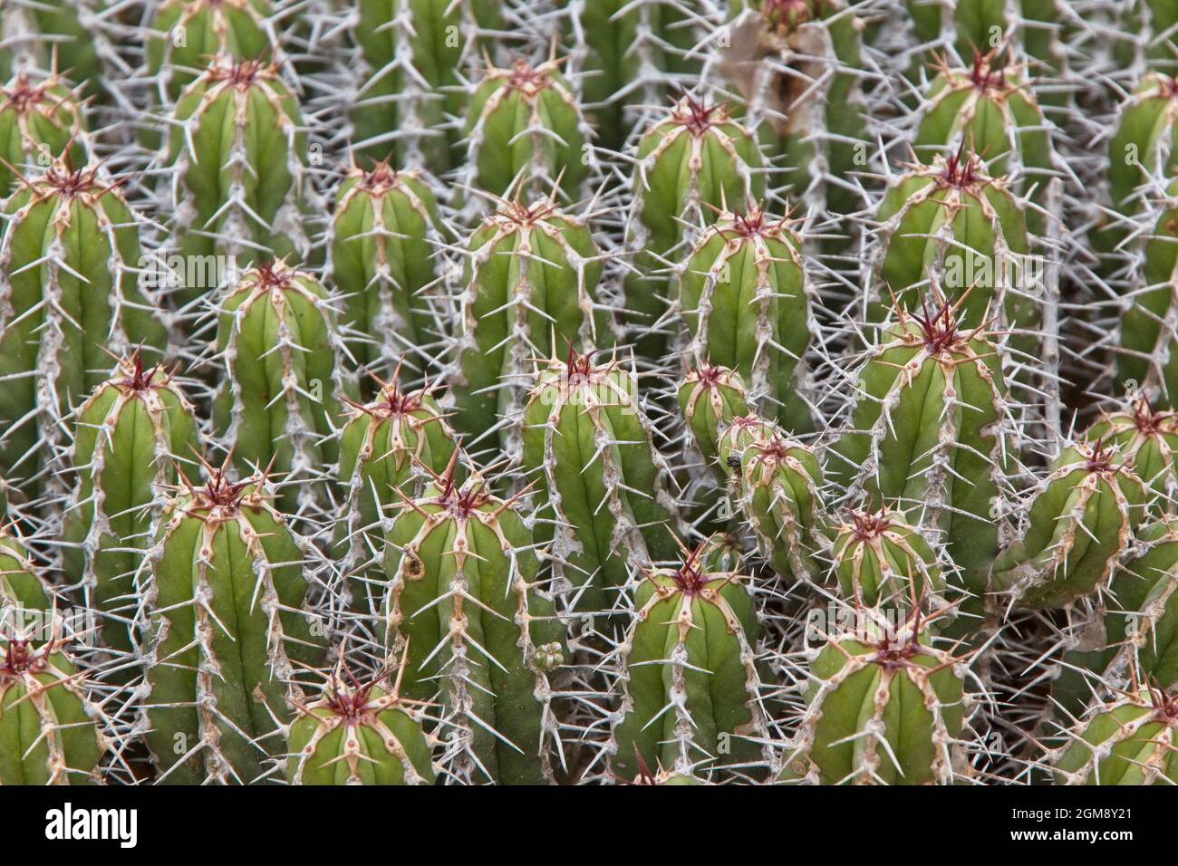 Kaktuspflanze, die in freier Wildbahn in der Nähe von Agadir, Marokko, wächst. Stockfoto