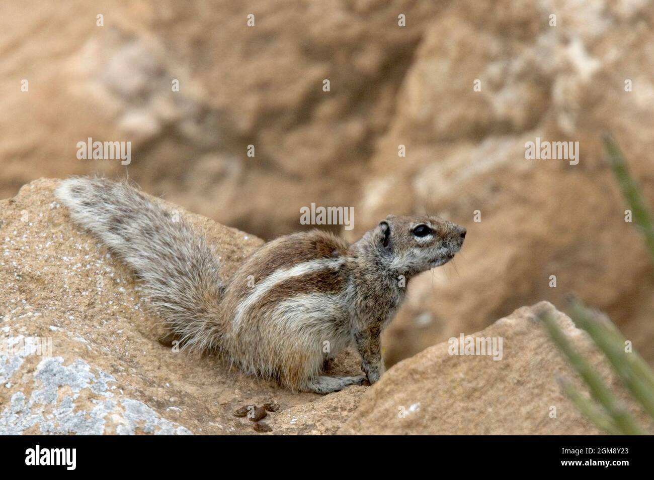 Das Barbery Ground Squirrel (Atlantoxerus getulus), auch bekannt als Gestreiftes oder Marokkanisches Ground Squirrel, ist in Marokko endemisch. Dieses hier wurde nea fotografiert Stockfoto