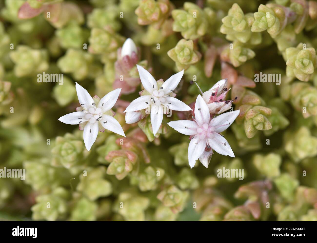 Englisch Stonecrop - sedum anglicum Stockfoto