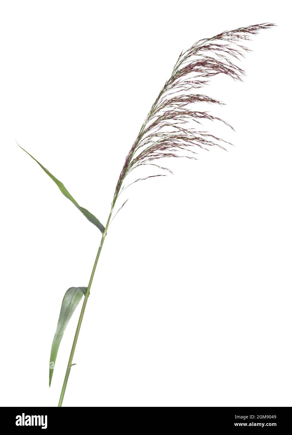 Common Reed - Phragmites communis Stockfoto
